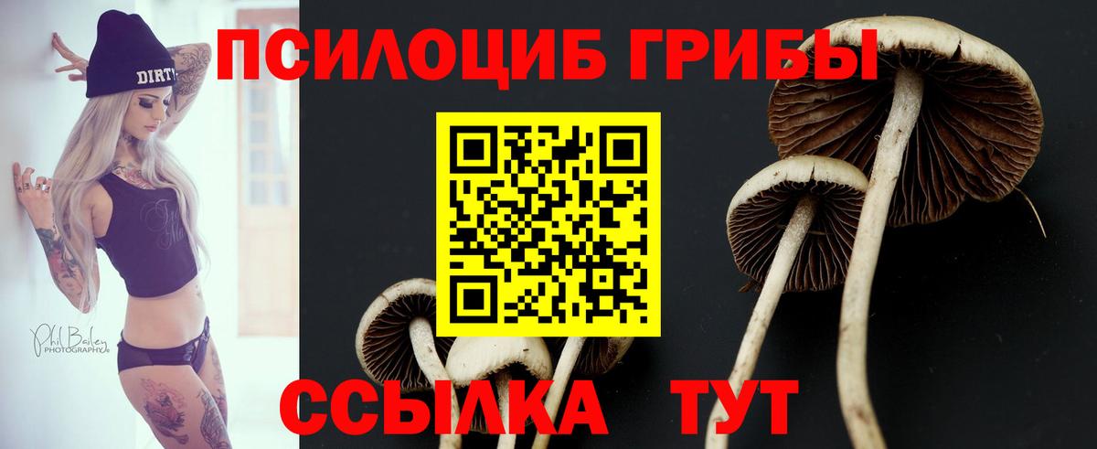 Заволжье  Псилоцибиновые грибы Psilocybe  Вход с VPN 